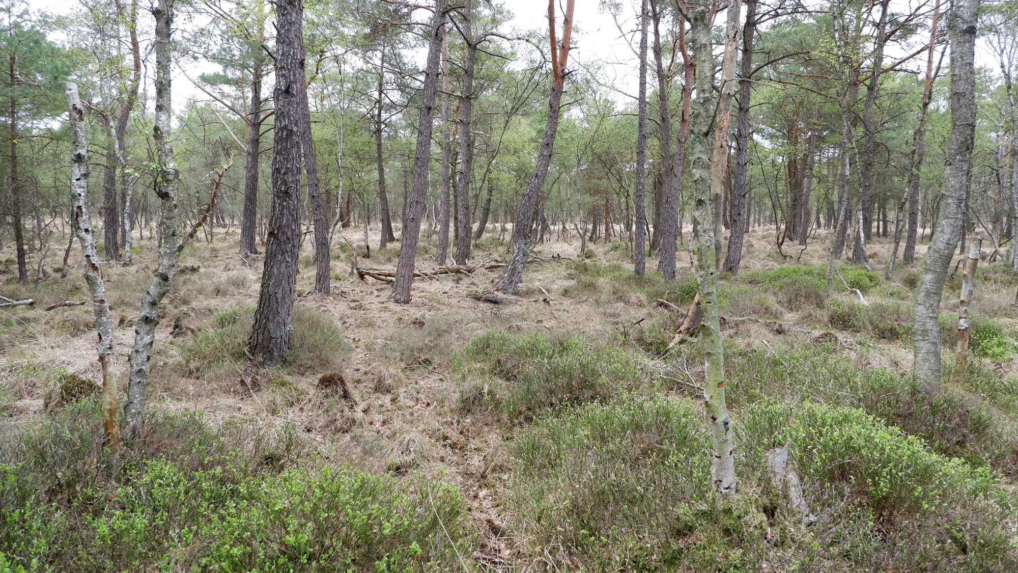 Wald im Bullenmoor (April 2022)